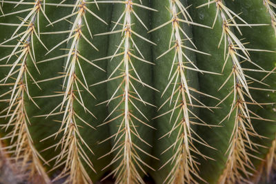 Full frame shot of cactus