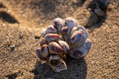 Close-up of shells on sand