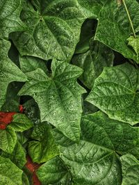 Full frame shot of leaves