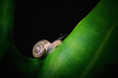 Close-up of snail on leaf