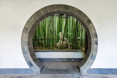 View of plants through window