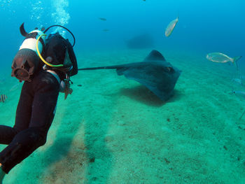 Close-up of a round stingray swimming in sea with diver in foreground