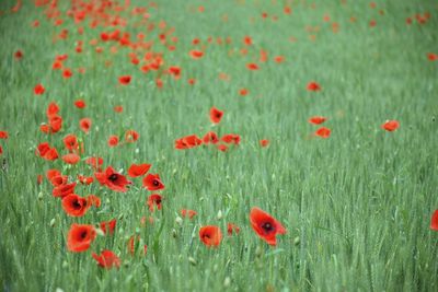 Close-up of red poppy flowers on field