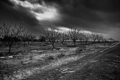 Bare trees on field against storm clouds
