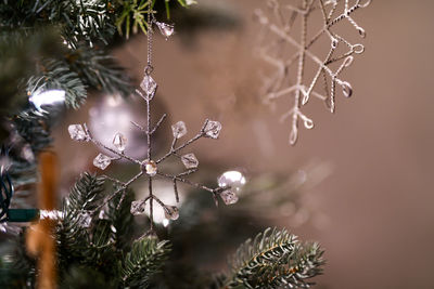 Close-up of frozen plant