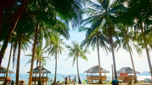 Panoramic view of palm trees at beach