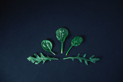 Close-up of plant against black background