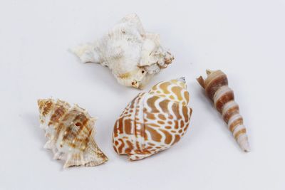 High angle view of shells on white background