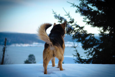 Dog standing on snow covered landscape against sky