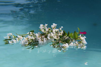 Close-up of white flowers blooming on tree