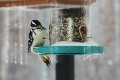 Close-up of bird perching on feeder