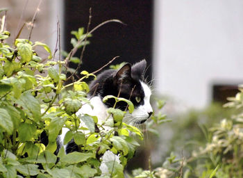 Close-up of dog on plant