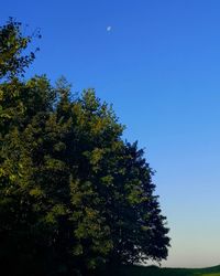 Low angle view of trees against clear blue sky