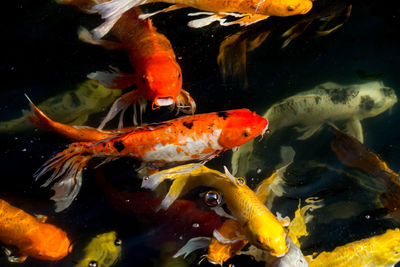 View of koi fish in sea