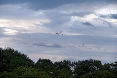 Low angle view of airplane flying against sky