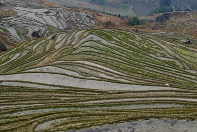 High angle view of agricultural field