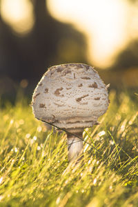 Close-up of mushroom