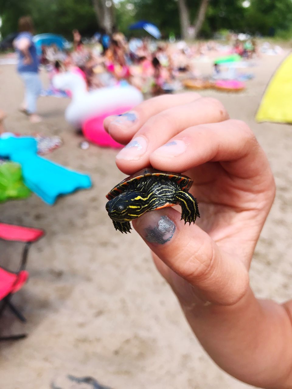 human hand, real people, focus on foreground, animals in the wild, holding, one person, outdoors, day, human body part, one animal, animal wildlife, close-up, men, nature, bird, people