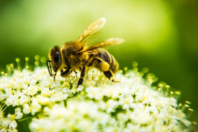 Close-up of bee pollinating on flower