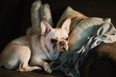 Portrait of dog relaxing at home