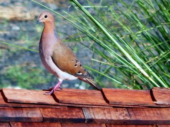 Close-up of bird perching outdoors