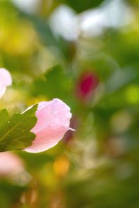 Close-up of pink rose plant