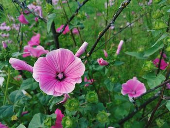 Close-up of pink flowering plants