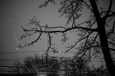 Low angle view of trees against sky