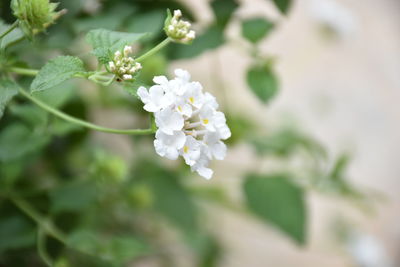 Close-up of white flowers