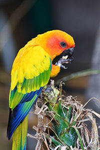 Close-up of parrot perching on plant