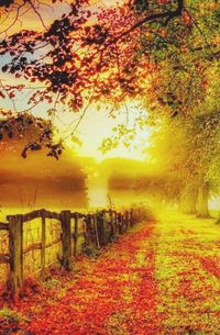 Footpath passing through forest during autumn