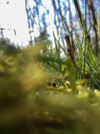 Close-up of turtle in grass