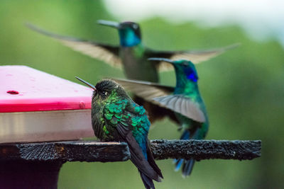 Close-up of bird perching on feeder