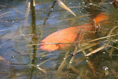 High angle view of koi carps swimming in pond