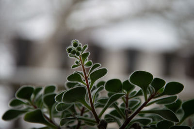 Close-up of plant