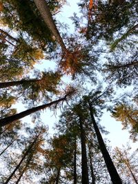 Low angle view of trees in forest against sky