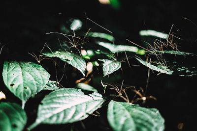Close-up of leaves