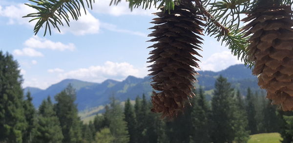 Pine cones on mountain against sky