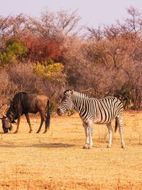 Zebra standing on field