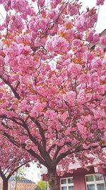 Low angle view of pink flowers on tree