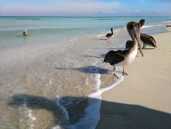 Pelicans on sunny beach
