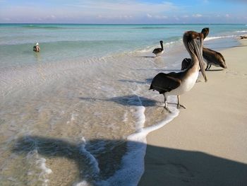 Pelicans on sunny beach