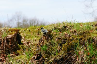 Bird on field