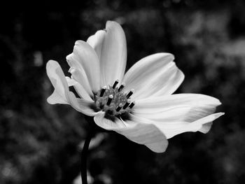 Close-up of white flower blooming outdoors