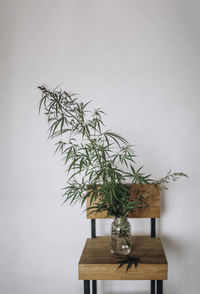 Cannabis branches grace a wooden chair, immersed in water's embrace