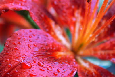 Delicate lily petals with water drops after rain