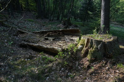 Wood amidst trees in forest