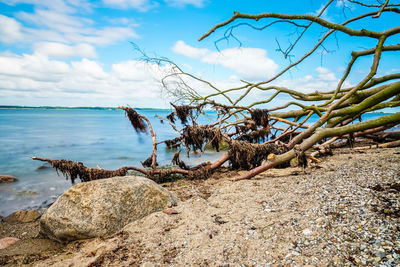 Driftwood on beach against sky