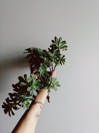 Close-up of potted plant against wall