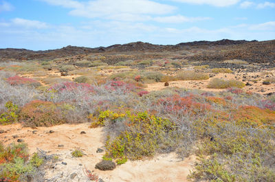 Scenic view of landscape against sky